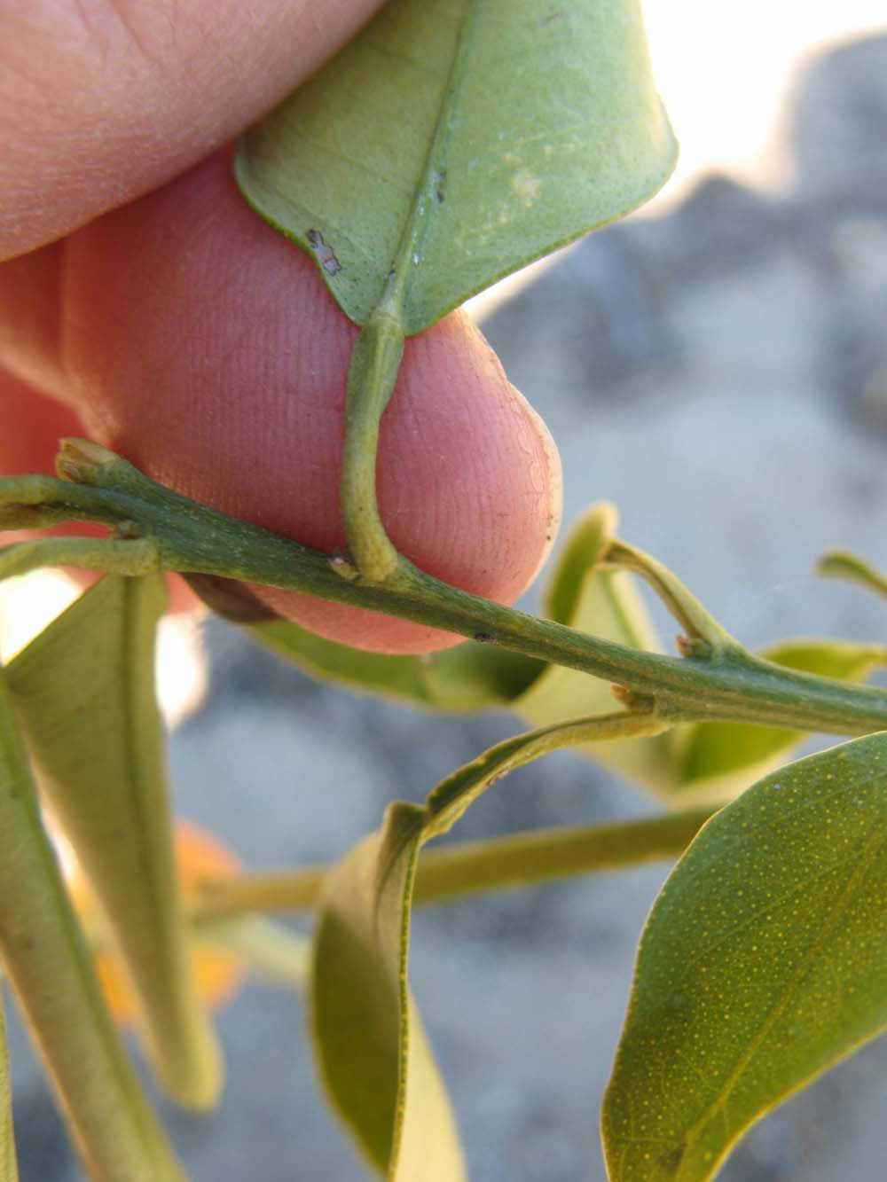              Petiole (Winter Haven, FL)       